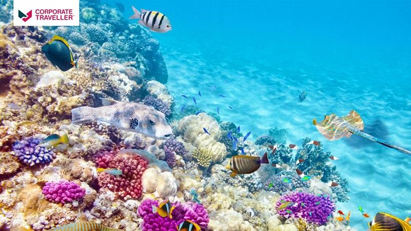 Great Barrier Reef Zoom background